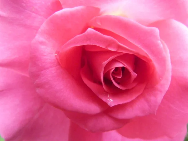Sebuah Gambar Close Dari Bunga Mawar Merah Muda Yang Indah — Stok Foto