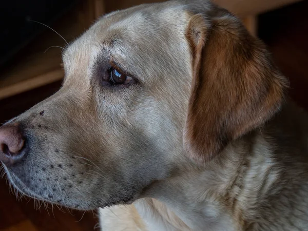 Közeli Kép Egy Imádnivaló Világos Színű Labrador Retriever — Stock Fotó