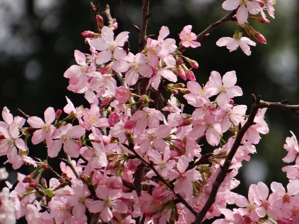 Primer Plano Hermosas Flores Cerezo Las Ramas — Foto de Stock