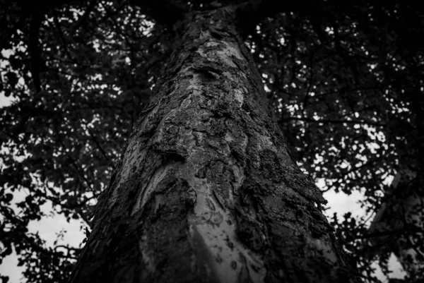 葉の木の低角度グレースケールショット — ストック写真