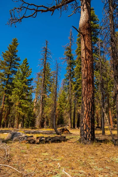 Tiro Vertical Árvores Secas Parque Nacional Yosemite Natureza Verde Fundo — Fotografia de Stock