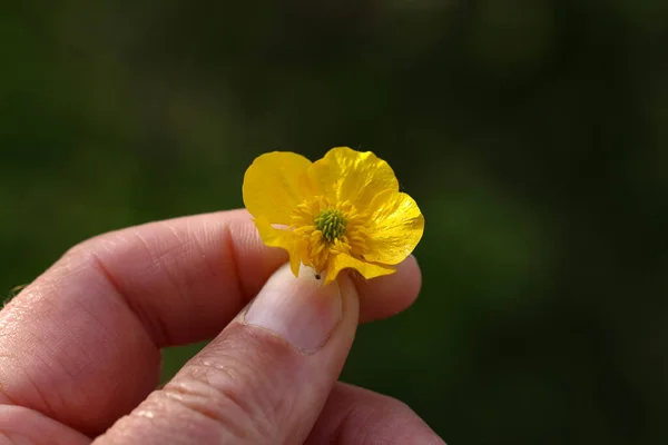Ένα Άτομο Που Κρατάει Ένα Μικρό Κίτρινο Λουλούδι Θολό Φόντο — Φωτογραφία Αρχείου
