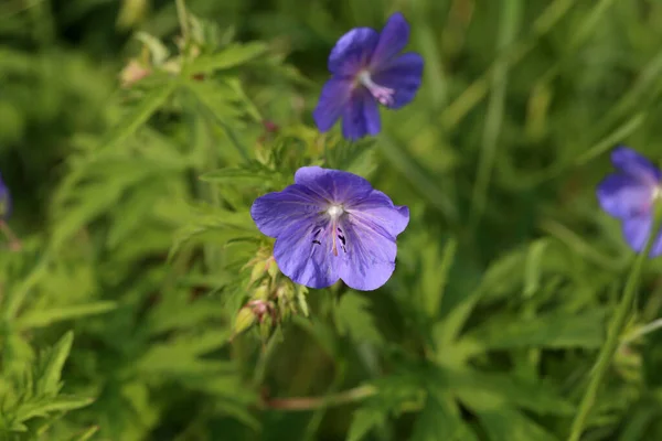 Eine Nahaufnahme Zarter Blauer Blumen Der Wiesengeranie — Stockfoto