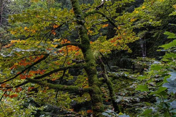 Primo Piano Alberi Ricoperti Muschio Nella Foresta Nera Germania — Foto Stock