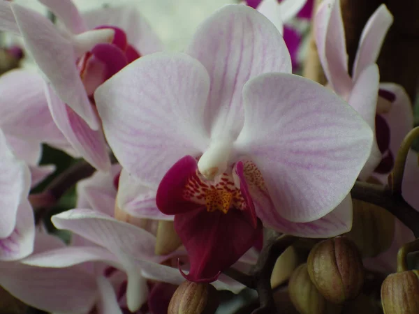 Tiro Close Flores Orquídea Traça — Fotografia de Stock