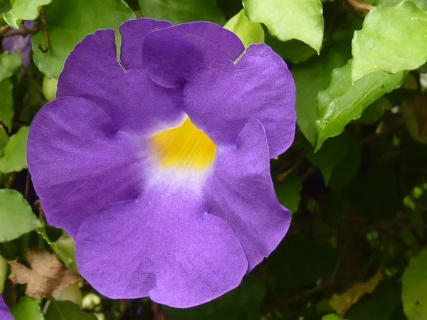 Closeup Growing Bush Clock Vine Flower — Stock Photo, Image