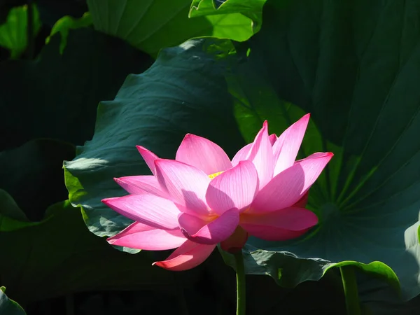 Tiro Foco Seletivo Belo Lótus Rosa Cercado Por Vegetação — Fotografia de Stock