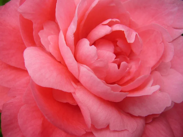 Een Close Shot Van Roze Camellia Roos — Stockfoto