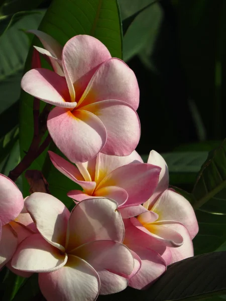 Closeup Growing Pink Plumeria Flower Bush — Stock Photo, Image