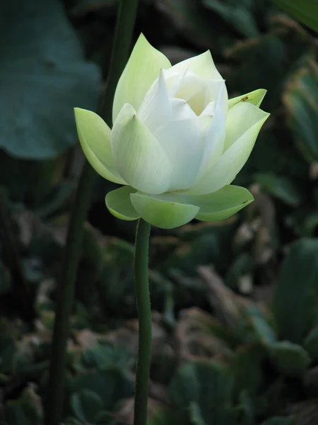 Ein Vertikaler Schuss Weißer Lotusblume — Stockfoto