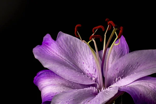 Primer Plano Flor Lirio Púrpura Sobre Fondo Oscuro — Foto de Stock