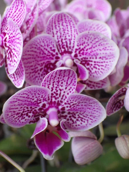 Egy Közelkép Lepke Orchidea Virágokról — Stock Fotó