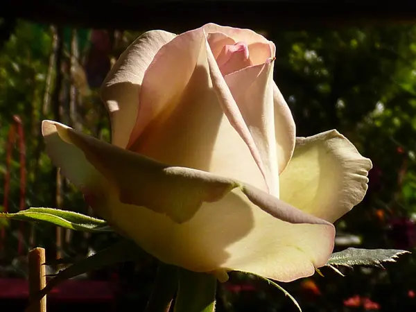 Enfoque Selectivo Una Rosa Blanca Naturaleza — Foto de Stock