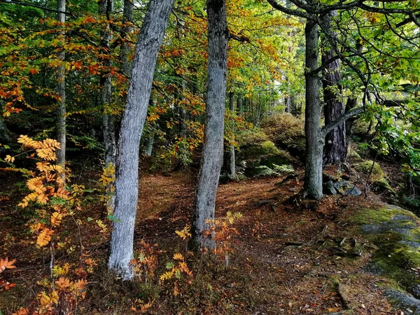 Uma Vista Das Árvores Floresta Durante Dia Ensolarado Larvik Noruega — Fotografia de Stock