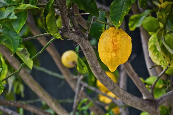 Closeup Shot Lemon Tree Lemons — Stock Photo, Image