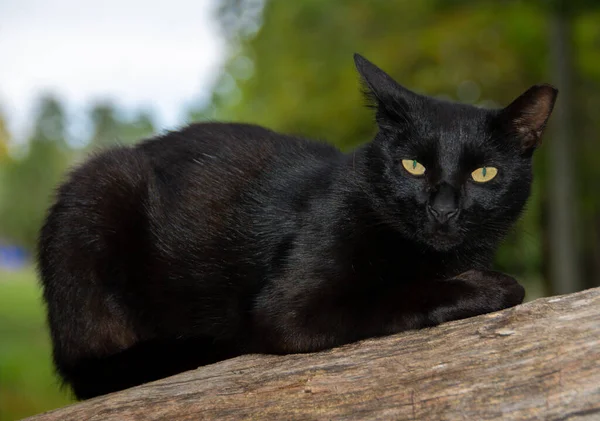 背景がぼんやりとした野原の木の上に黄色の目をした背猫の肖像画 — ストック写真