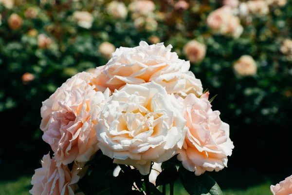 Крупним Планом Знімок Красивих Білих Троянд Саду — стокове фото
