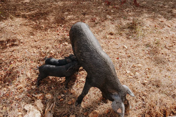 Javali Bebê Bebendo Leite Sua Mãe Javali — Fotografia de Stock