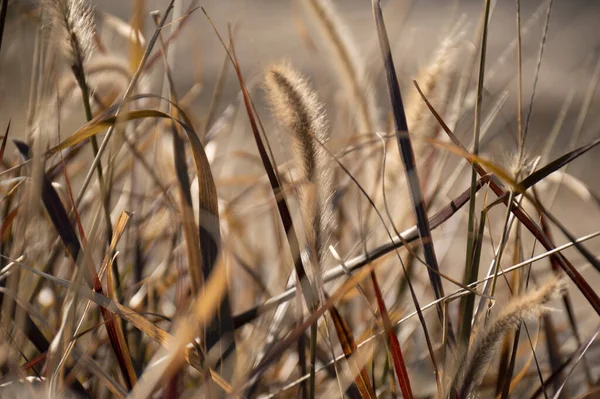 Selektywne Ujęcie Trawy Fontannowej Pennisetum Rubrum — Zdjęcie stockowe