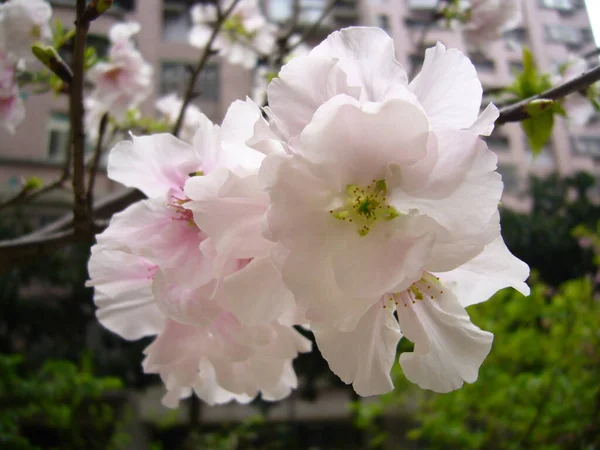 Selective Focus Shot White Pink Cherry Blossoms Garden — Stock Photo, Image