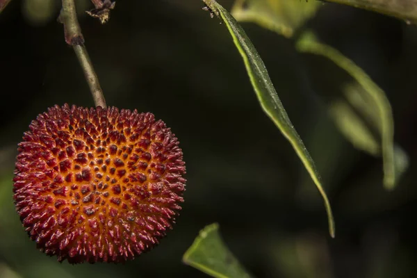 Arbutus Seçici Odak Noktası — Stok fotoğraf