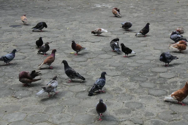 Een Zwerm Duiven Stoep Een Park Overdag — Stockfoto