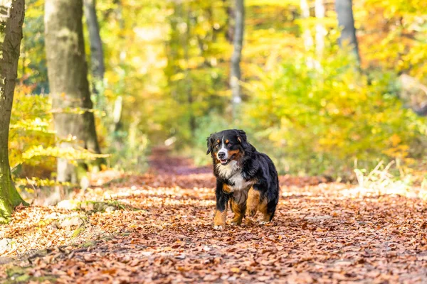 Nahaufnahme Eines Süßen Berner Sennenhundes Herbst — Stockfoto