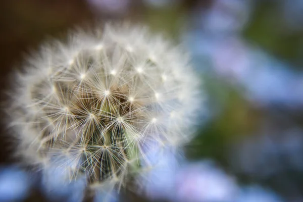 Sebuah Gambar Close Dari Dandelion — Stok Foto