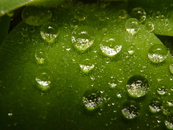 Una Macro Toma Rocío Hojas Verdes Textura Para Papel Pintado — Foto de Stock