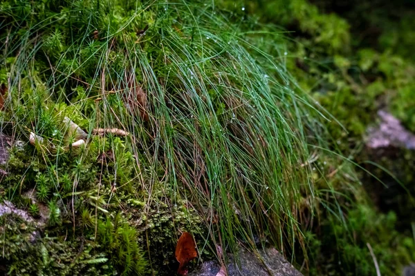 Primo Piano Piante Verdi Che Crescono All Saints Cascata Oppenau — Foto Stock