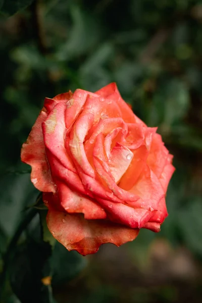 Vertical Shot Vibrant Rose — Stock Photo, Image