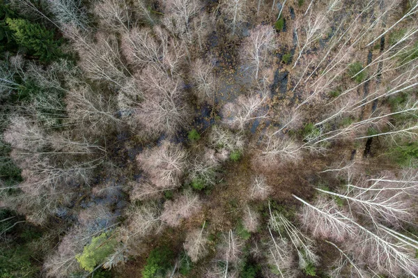 Widok Powietrza Gęstego Lasu Gołymi Głębokimi Jesiennymi Drzewami Wysuszonymi Liśćmi — Zdjęcie stockowe
