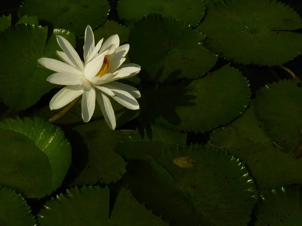 Een Prachtig Shot Van Een Lotus Met Groene Bladeren — Stockfoto