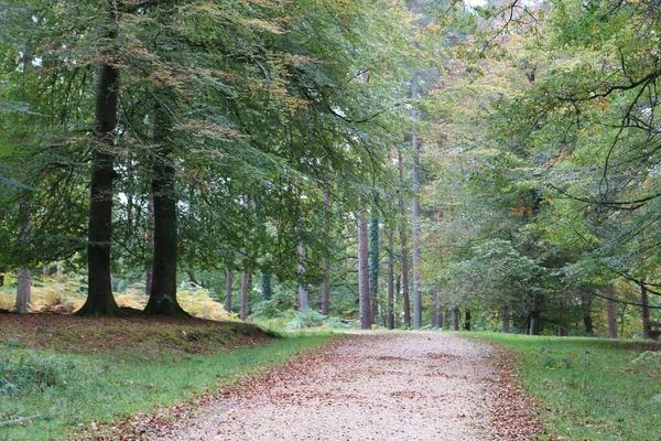 Hermoso Plano Paisaje Forestal Con Árboles — Foto de Stock