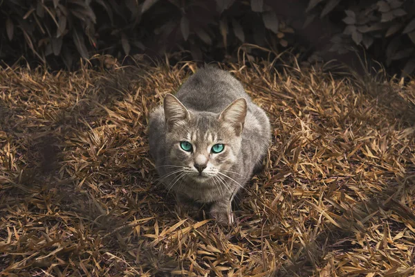Высокоугольный Снимок Кошки Выразительными Зелеными Глазами — стоковое фото