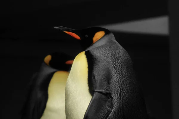 Eine Nahaufnahme Von Kaiserpinguinen Aptenodytes Forsteri — Stockfoto