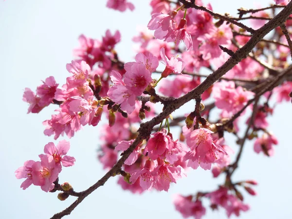 Mesmerizing Shot Beautiful Cherry Blossoms Blurred Background — Stock Photo, Image