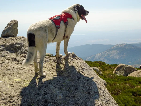 Dağlardaki Sevimli Bir Köpeğin Büyüleyici Görüntüsü — Stok fotoğraf