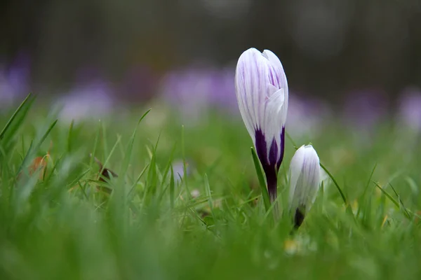 Gros Plan Fleurs Pourpres Fleurs Dans Verdure — Photo