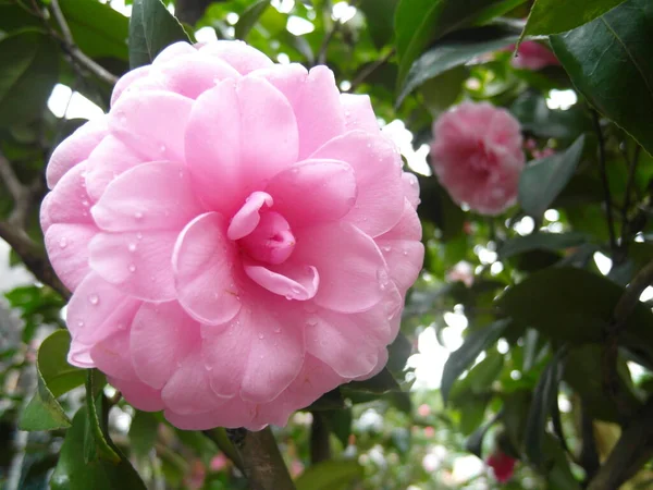 Крупним Планом Рожева Квітка Камелії — стокове фото