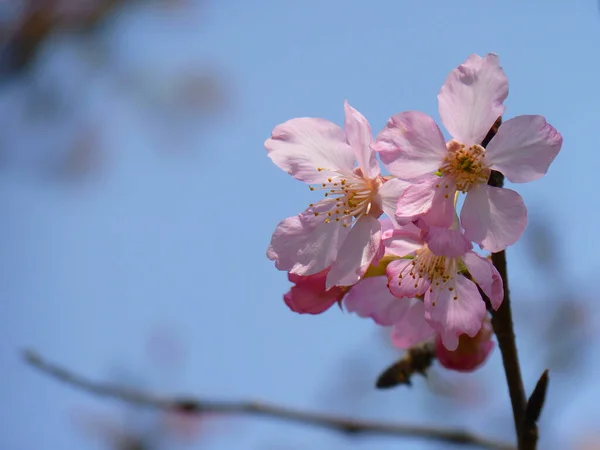 在树枝上放着一束特写的苹果花 — 图库照片