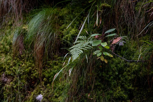 Primer Plano Plantas Verdes Creciendo Cascada Todos Los Santos Oppenau —  Fotos de Stock