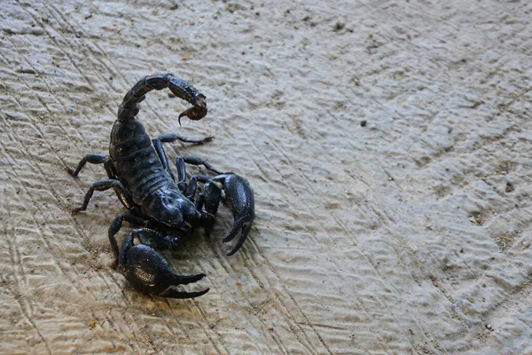 Scorpion Empereur Noir Sur Sable — Photo