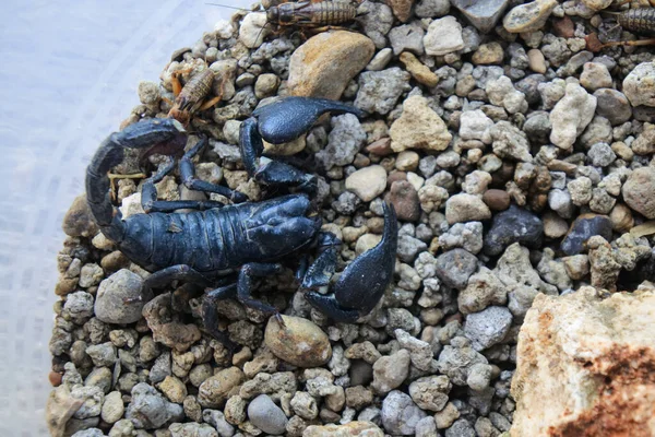 Closeup Shot Poisonous Black Scorpion Small Rocky Surface — Stock Photo, Image