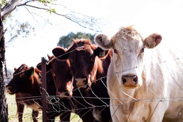 網の後ろの農地で牛の密集ショット — ストック写真