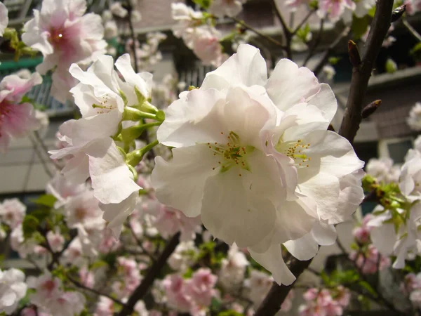 Een Selectieve Focus Shot Van Witte Roze Kersenbloesems Tuin — Stockfoto