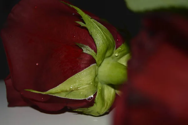 Een Closeup Van Een Prachtige Rode Roos — Stockfoto