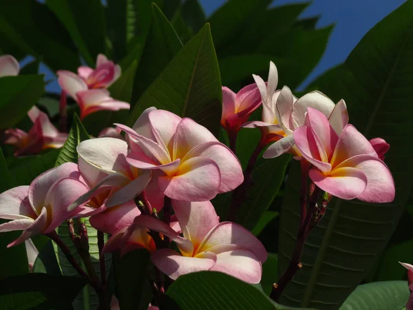 Крупный План Красивых Цветов Франджипани — стоковое фото