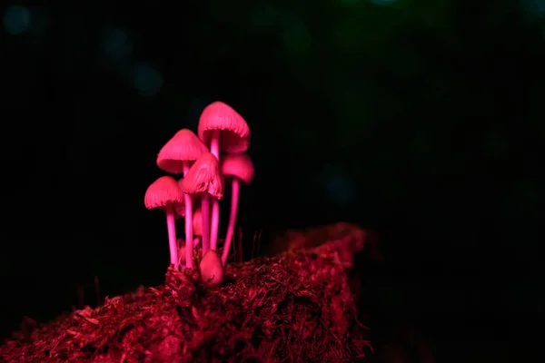 Une Mise Point Sélective Des Champignons Roses Dans Forêt — Photo