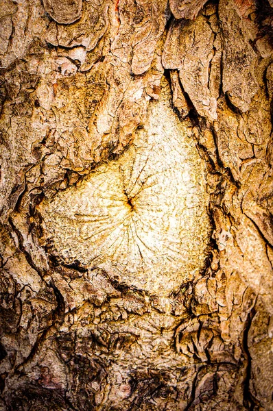 Vertikální Záběr Dřevěné Textury — Stock fotografie